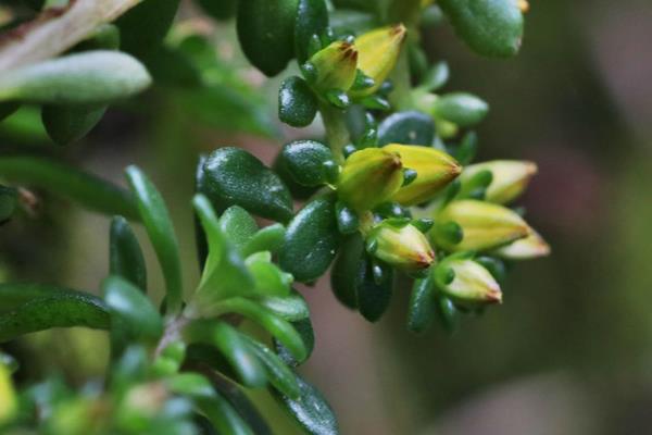 Sedum erythrospermum 紅子佛甲草  (2)