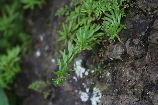 Sedum microsepalum 小萼佛甲草 (1)