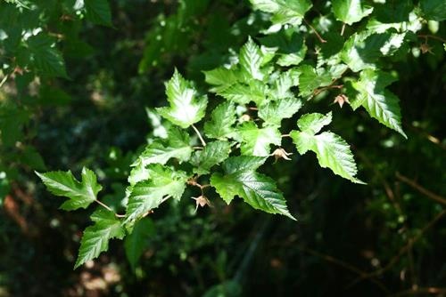 刺花懸鉤子 (1).JPG