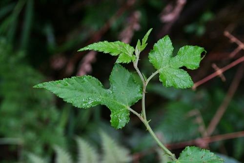 刺花懸鉤子 (2).JPG