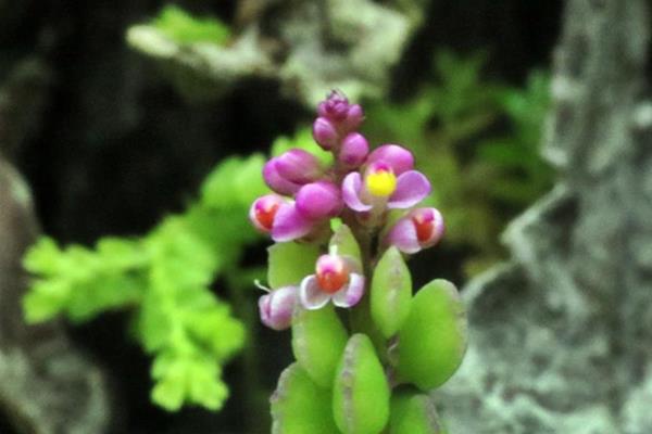 Polygala tatarinowii 小扁豆  (3).JPG