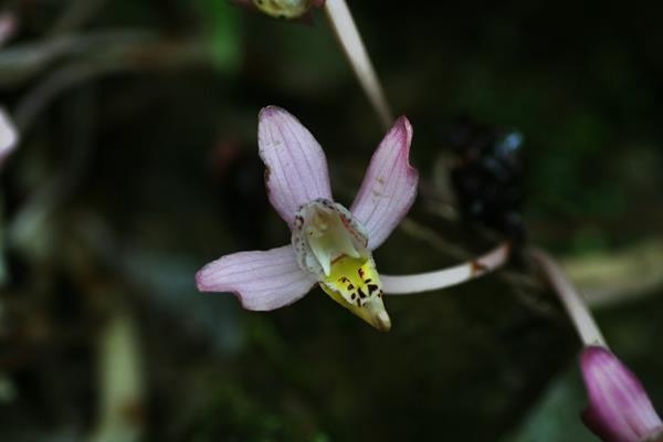 蘭-Yoania japonica-長花柄蘭-4.JPG