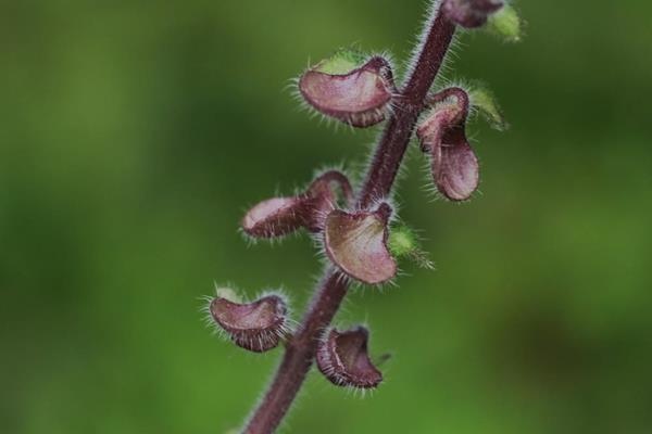 Scutellaria indica 印度黃芩-耳挖草-6.JPG