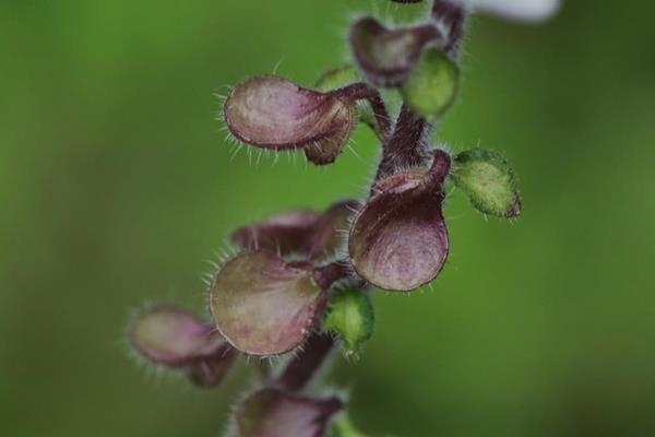 Scutellaria indica 印度黃芩-耳挖草-7.JPG