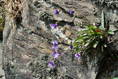 紫花地丁 Cleyera 的部落格 痞客邦