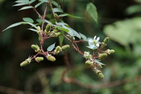 Rubus sumatranus-紅腺懸鉤子-長果懸鉤子 (1).JPG