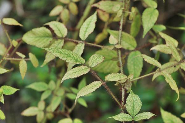 Rubus sumatranus-紅腺懸鉤子-長果懸鉤子  (2).JPG