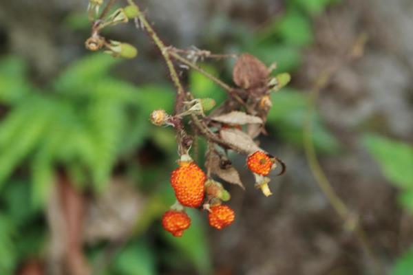 Rubus sumatranus-紅腺懸鉤子-長果懸鉤子  (6).JPG