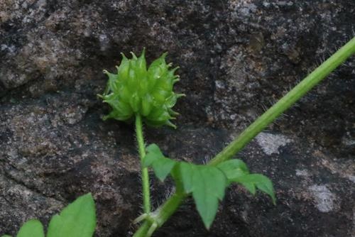 Ranunculus sieboldii 揚子毛茛 (4).JPG