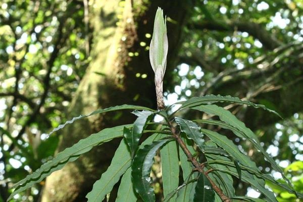 Litsea acuminata 長葉木薑子  (2).JPG