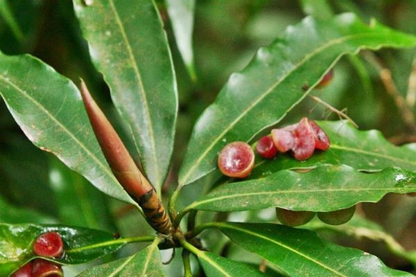 Litsea acuminata 長葉木薑子  (8).JPG