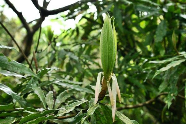 Litsea acuminata 長葉木薑子  (9).JPG