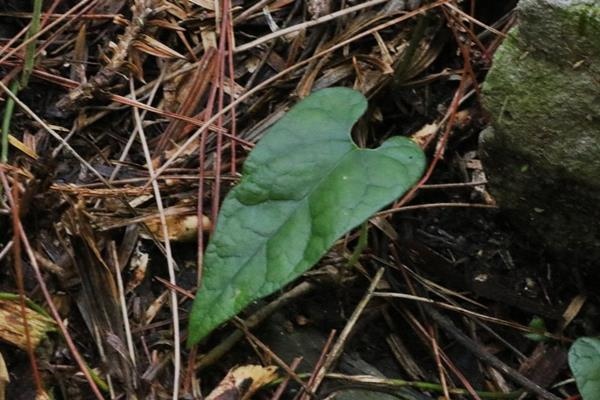 Aristolochia pahsienshanensis 八仙山馬兜鈴  (1).JPG