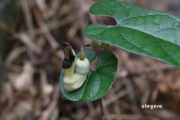 Aristolochia pahsienshanensis 八仙山馬兜鈴  (6).JPG