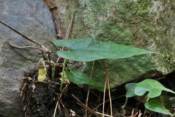 Aristolochia pahsienshanensis 八仙山馬兜鈴 (2).JPG