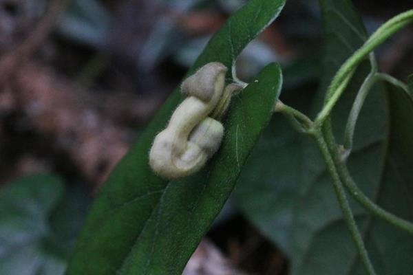 Aristolochia pahsienshanensis 八仙山馬兜鈴  (4).JPG