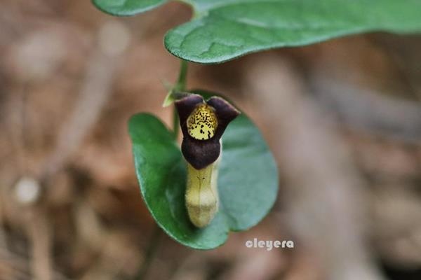 Aristolochia pahsienshanensis 八仙山馬兜鈴  (5).JPG