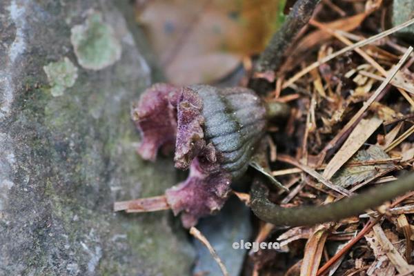 Asarum satsumense 薩摩細辛  (3).JPG