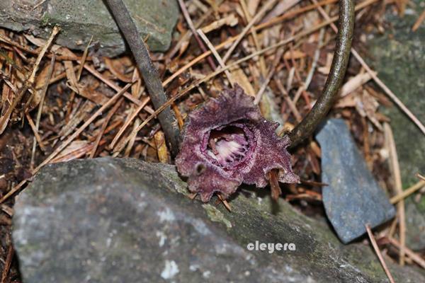 Asarum satsumense 薩摩細辛  (2).JPG