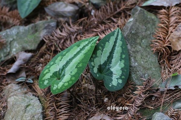 Asarum satsumense 薩摩細辛  (4).JPG