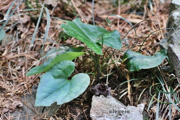 Asarum satsumense 薩摩細辛  (0).JPG