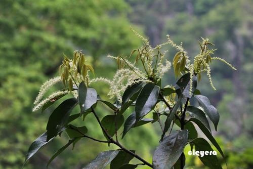 Castanopsis kawakamii 大葉苦櫧  (1).JPG