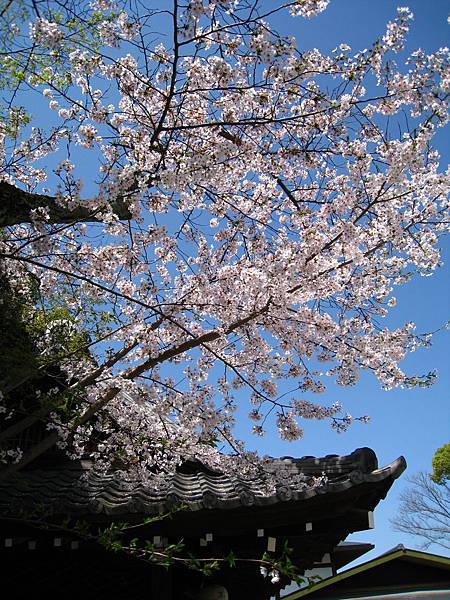 八坂神社的櫻花