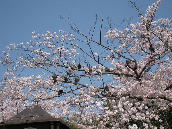 鴿子與櫻花樹