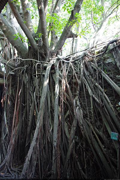 安平樹屋（原為德記洋行倉庫）