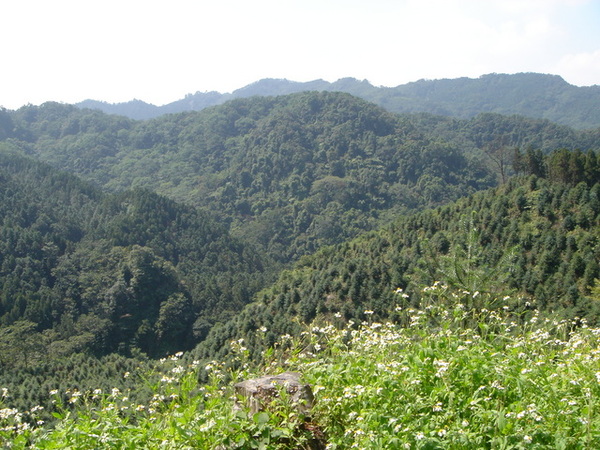 歐洲風山林（北埔前往南庄的路上）