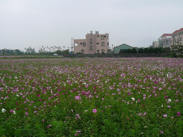 路邊花田