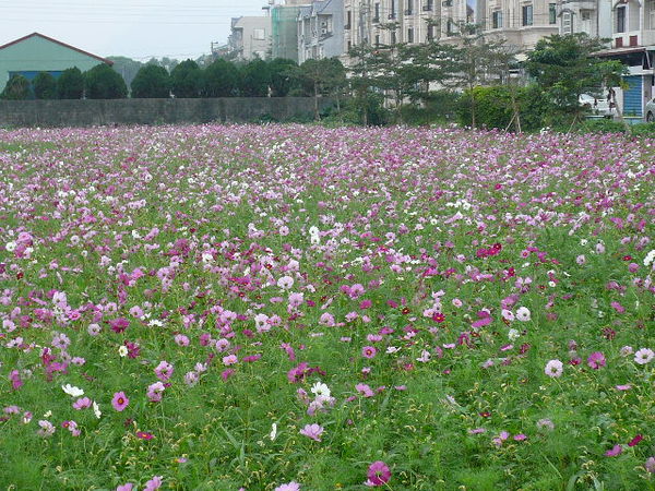 路邊花田