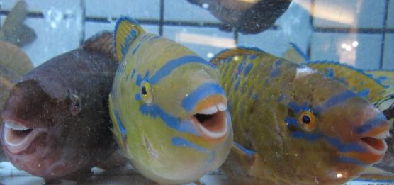 fish1.JPG fish1.JPG
