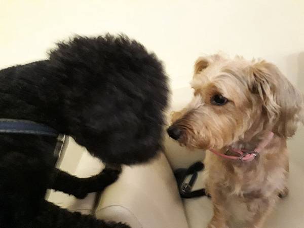 20180824_214251.jpg 20180824_214251.jpg