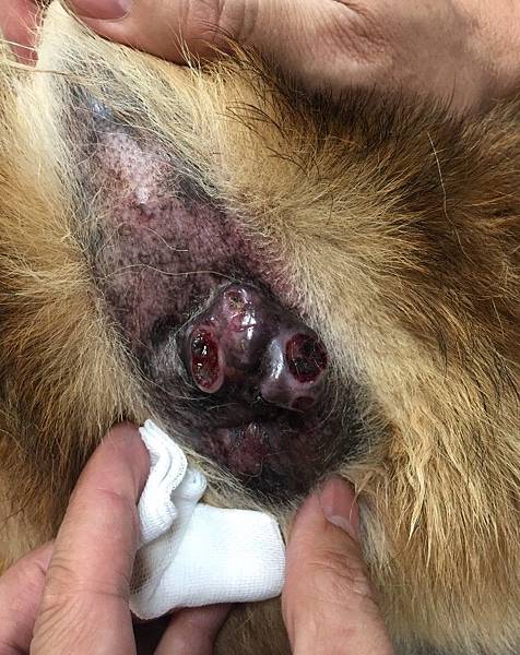 升元_酷酷圍肛腺瘤01.jpg 升元_酷酷圍肛腺瘤01.jpg