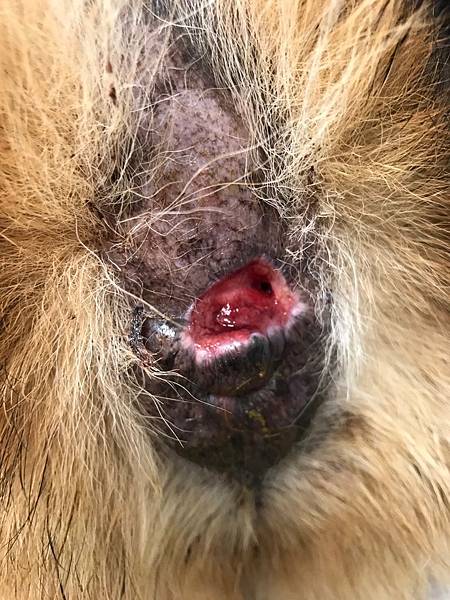 升元_酷酷圍肛腺瘤03.jpg 升元_酷酷圍肛腺瘤03.jpg