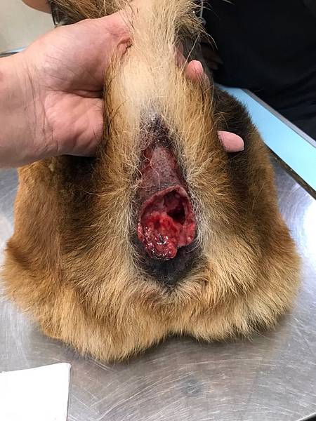 升元_酷酷圍肛腺瘤02.jpg 升元_酷酷圍肛腺瘤02.jpg