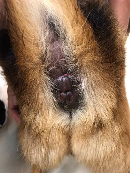 升元_酷酷圍肛腺瘤04.jpg 升元_酷酷圍肛腺瘤04.jpg