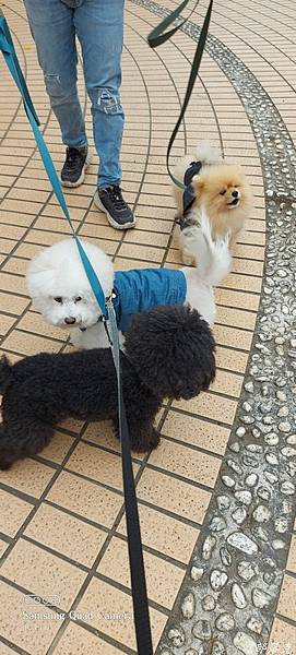 Kaniva卡咪哇寵物食品全齡室內小型犬配方