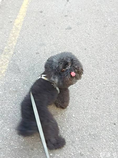Kaniva卡咪哇寵物食品全齡犬-羊.鮪.米配方讓咕少吃得營