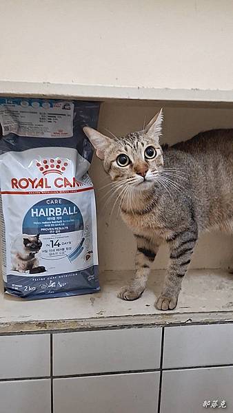 法國皇家ROYAL CANIN保健貓系列有效化毛IH34成貓 法國皇家ROYAL CANIN保健貓系列有效化毛IH34成貓