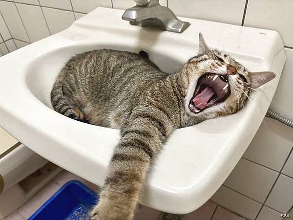 Kaniva卡咪哇維他命晶球貓餐包-鮪.蝦.凍狀是我家虎斑貓 Kaniva卡咪哇維他命晶球貓餐包-鮪.蝦.凍狀是我家虎斑貓