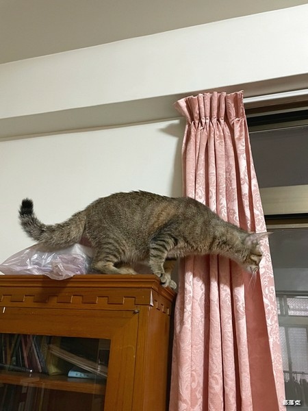 （貓咪開箱）Sheba®希寶鮮肉慕斯主食罐滿足貓咪味蕾（貓咪