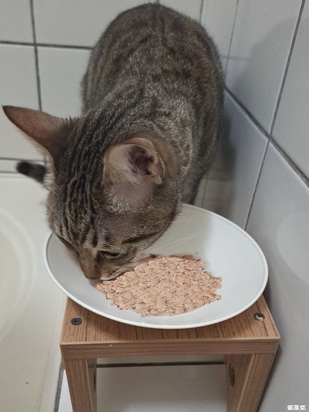 （貓咪開箱）Sheba®希寶鮮肉慕斯主食罐滿足貓咪味蕾（貓咪