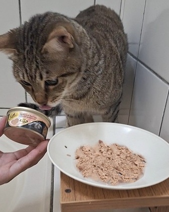 （貓咪開箱）Sheba®希寶鮮肉慕斯主食罐滿足貓咪味蕾（貓咪