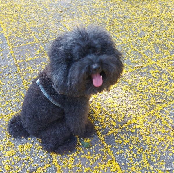 毛力士Maolex《汪品頂級系列》全新口味熱賣中,獨加定序 毛力士Maolex《汪品頂級系列》全新口味熱賣中,獨加定序