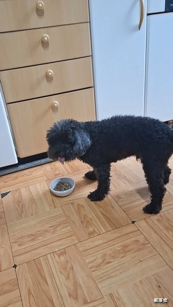 毛力士Maolex《汪品頂級系列》全新口味熱賣中,獨加定序 毛力士Maolex《汪品頂級系列》全新口味熱賣中,獨加定序