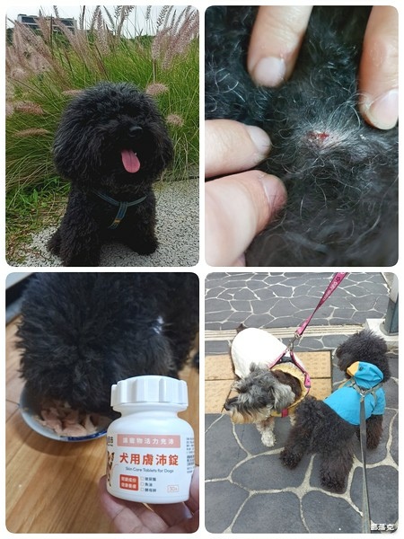 奧沛 OurPet 犬用膚沛錠,狗狗皮膚保健食品推薦! 奧沛 OurPet 犬用膚沛錠,狗狗皮膚保健食品推薦!