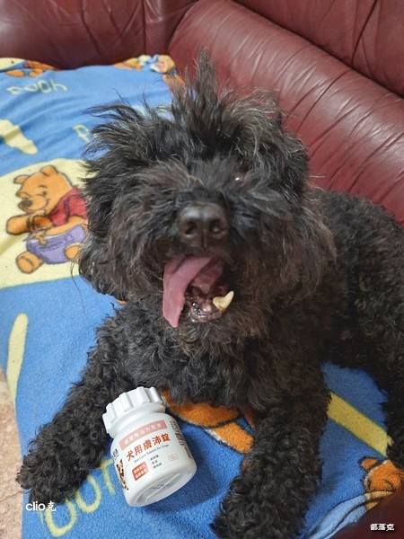 奧沛 OurPet 犬用膚沛錠,狗狗皮膚保健食品推薦! 奧沛 OurPet 犬用膚沛錠,狗狗皮膚保健食品推薦!