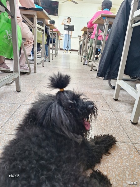 奧沛 OurPet 犬用膚沛錠,狗狗皮膚保健食品推薦! 奧沛 OurPet 犬用膚沛錠,狗狗皮膚保健食品推薦!